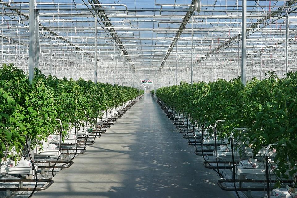 Greenhouse